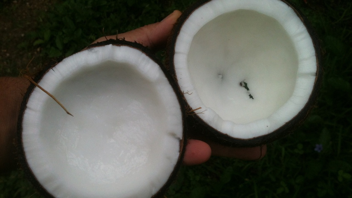 Чим шкідлива кокосова олія - фото 1