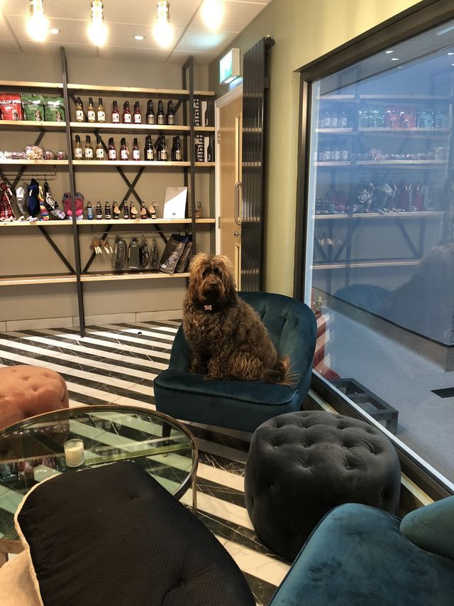 У Великобританії відкрили розкішний готель для собак - фото 277154