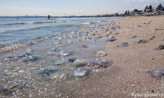 Медузи-гіганти заполонили одеський пляж - фото 276555