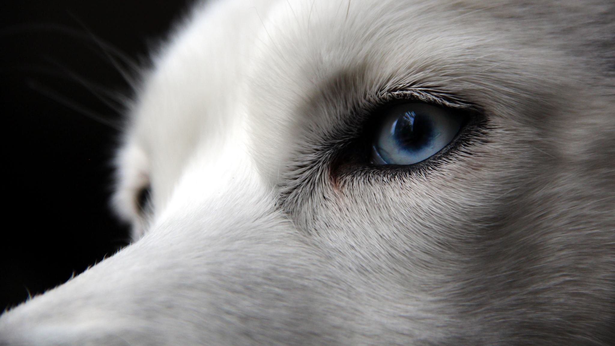 Дослідники пояснили незвичний колір очей у собак - фото 1