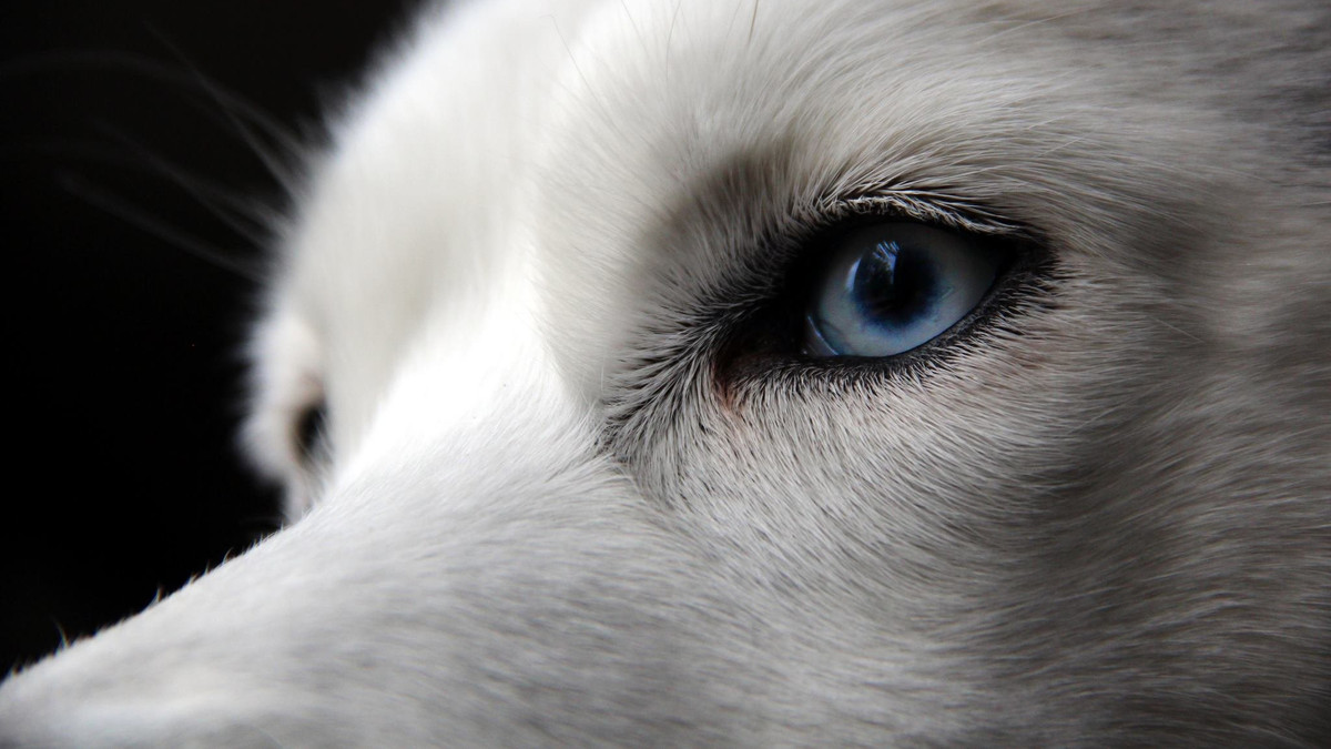 Дослідники пояснили незвичний колір очей у собак - фото 1