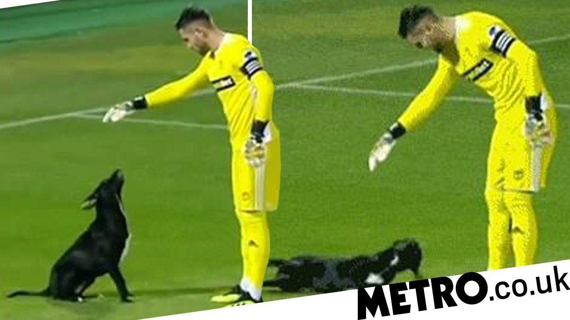 Кумедний пес перетворив нудний футбольний матч на видовище