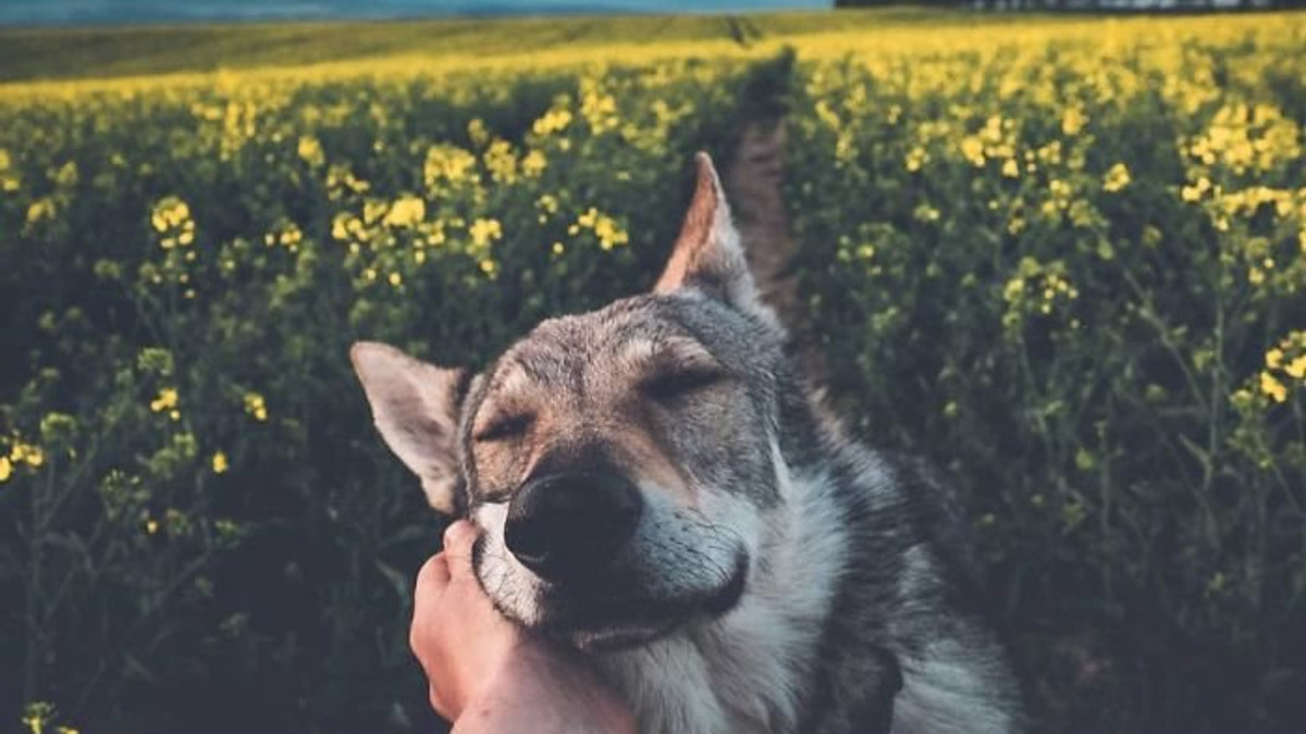 Мандрівки з собакою від чеського фотографа - фото 1