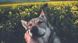 Фотограф з Чехії мандрує зі своїм собакою: яскраві кадри