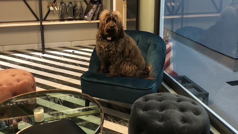 У Британії відкрили розкішний готель для собак