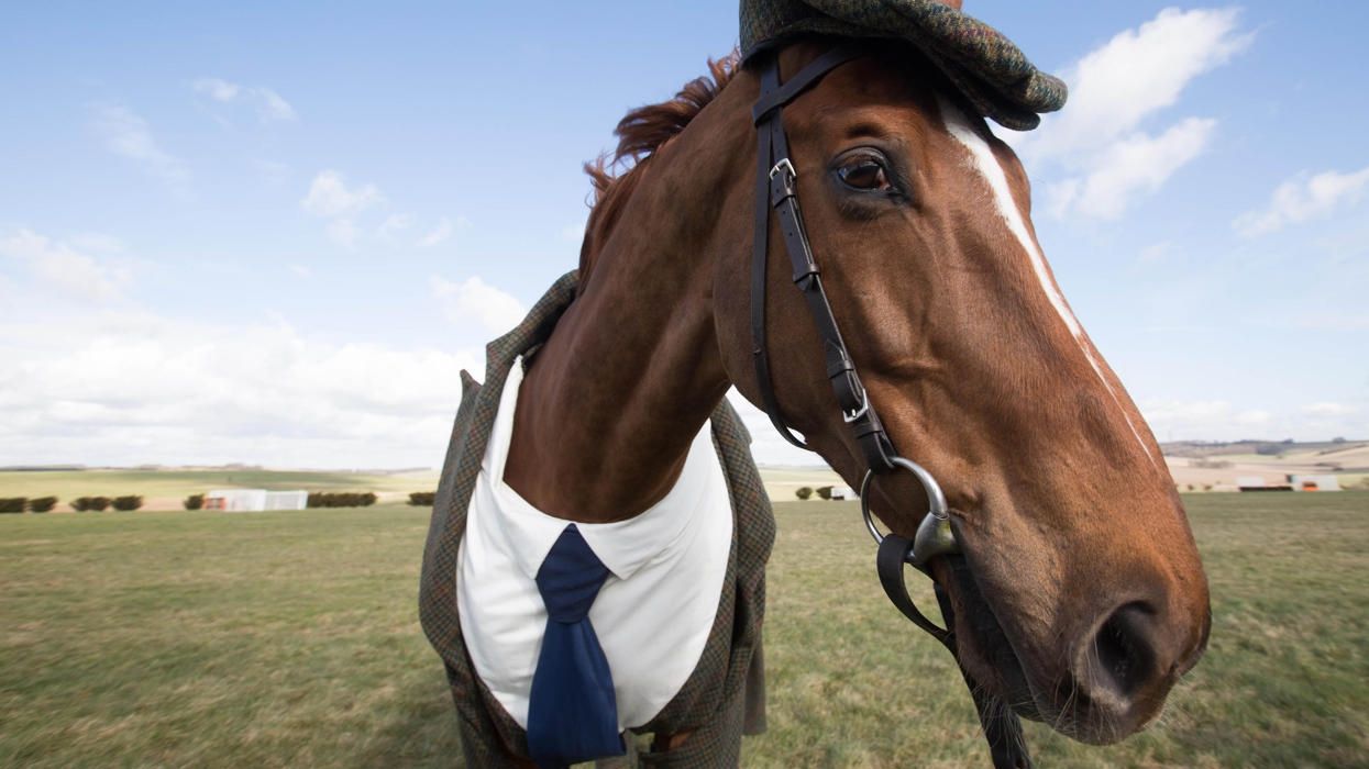 У Франції в кафе раптово забіг кінь: епічне відео
