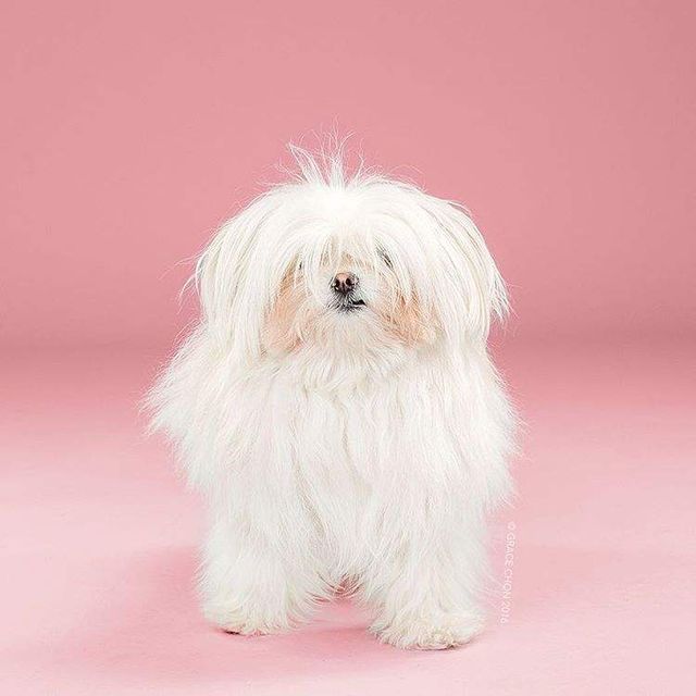 У мережі показали, як стрижка змінює собаку - фото 281056