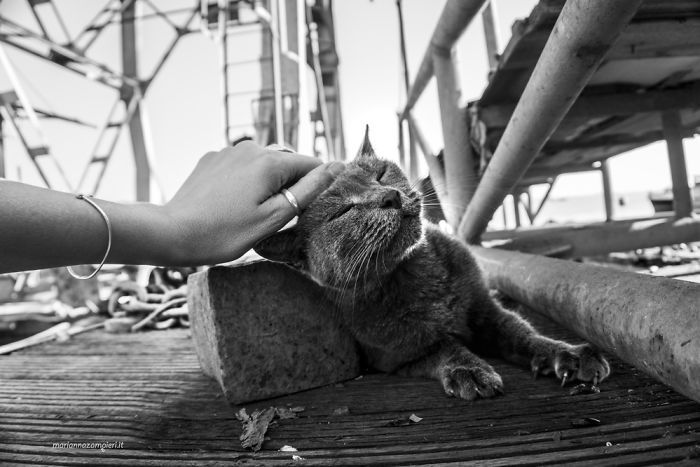 Котяча насолода: фотограф показала емоційних пухнастиків