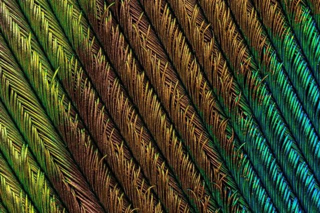 Найкращі мікрофото - фото 283616