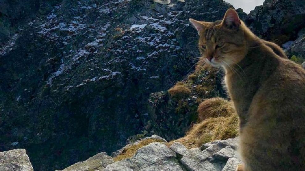 Користувачі мережі оцінили хоробрість пухнастика - фото 1