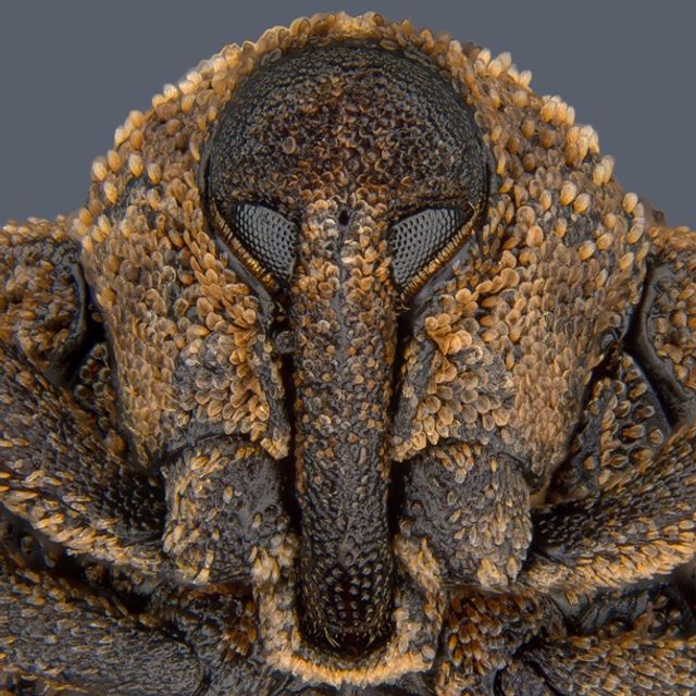 Найкращі мікрофото - фото 283615