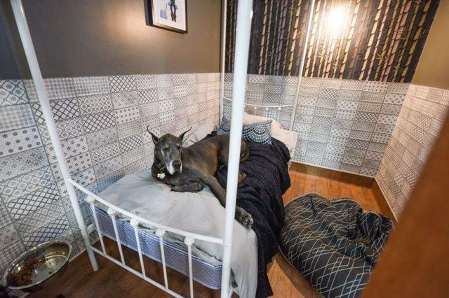 У Британії відкрили розкішний готель для собак- фото 284033