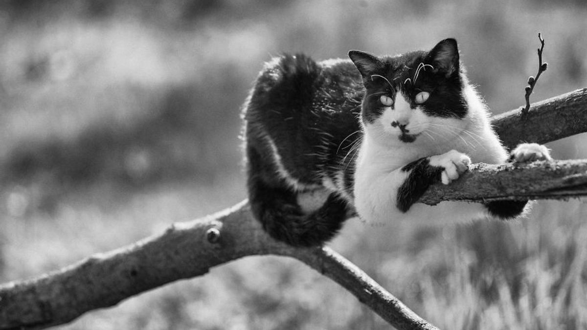 Ефектні чорно-білі фото котиків - фото 1
