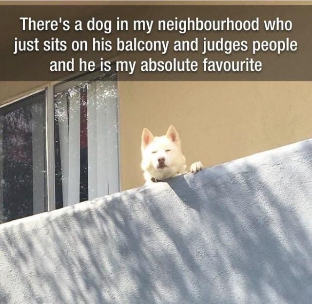 Пес, який засуджує людей, став зіркою Reddit