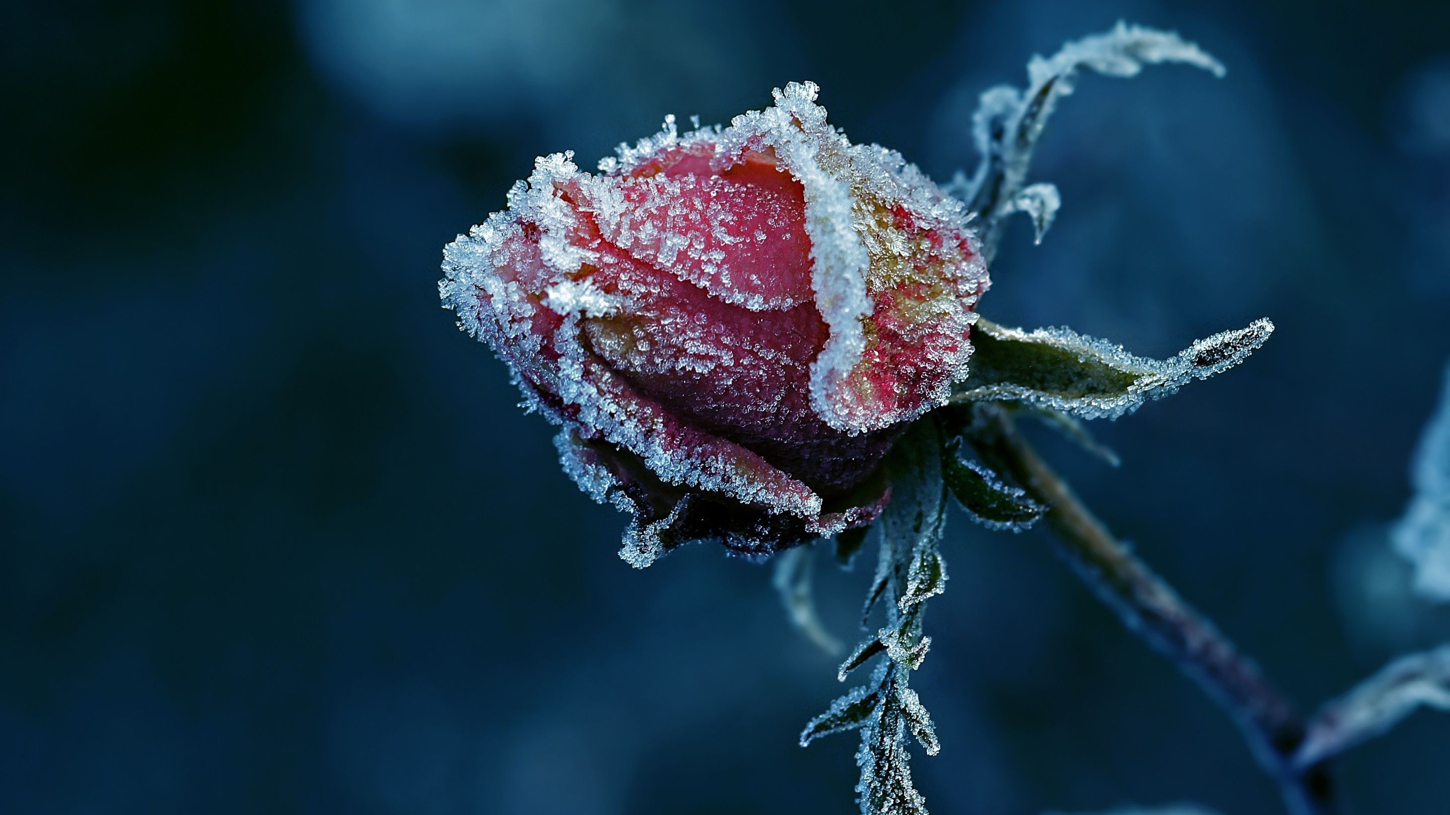 Українцям обіцяють перші заморозки: де і коли