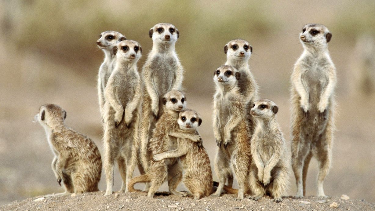 У Сіднеї народилися сурикати - фото 1