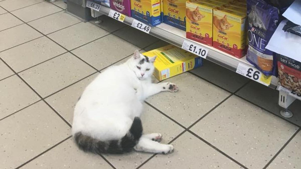 Цей гладкий кіт – частий гість в супермаркеті - фото 1