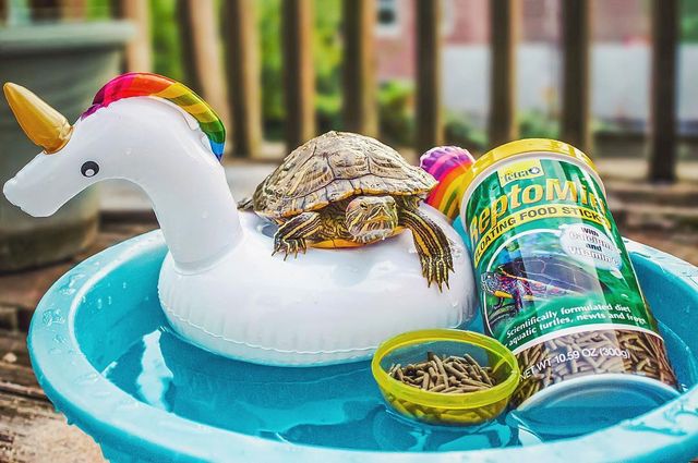 Чарівні черепахи змушують користувачів усміхатись - фото 282211