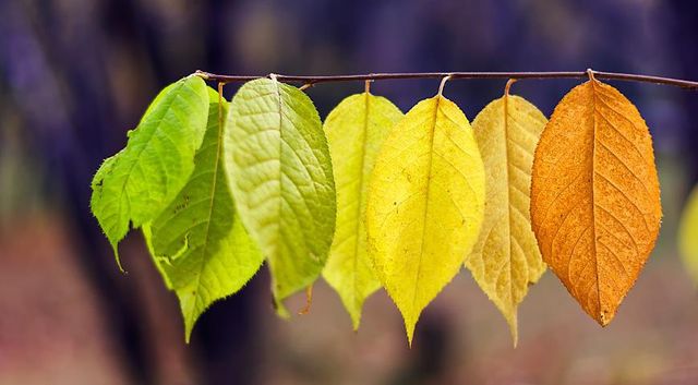 Жовтень у Києві ознаменувався температурним рекордом - фото 285961