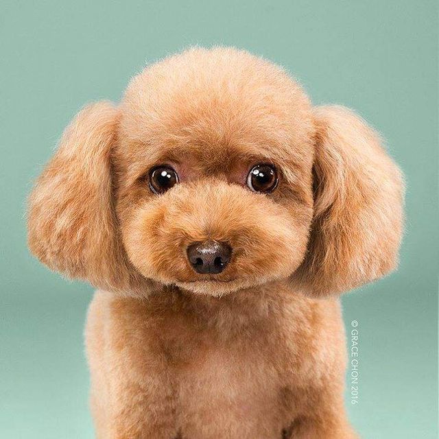 У мережі показали, як стрижка змінює собаку - фото 281059