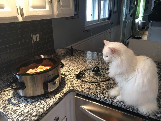 Білосніжна кицька-дегустатор підкорила Reddit