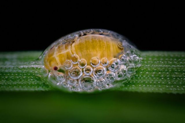 Найкращі мікрофото - фото 283604