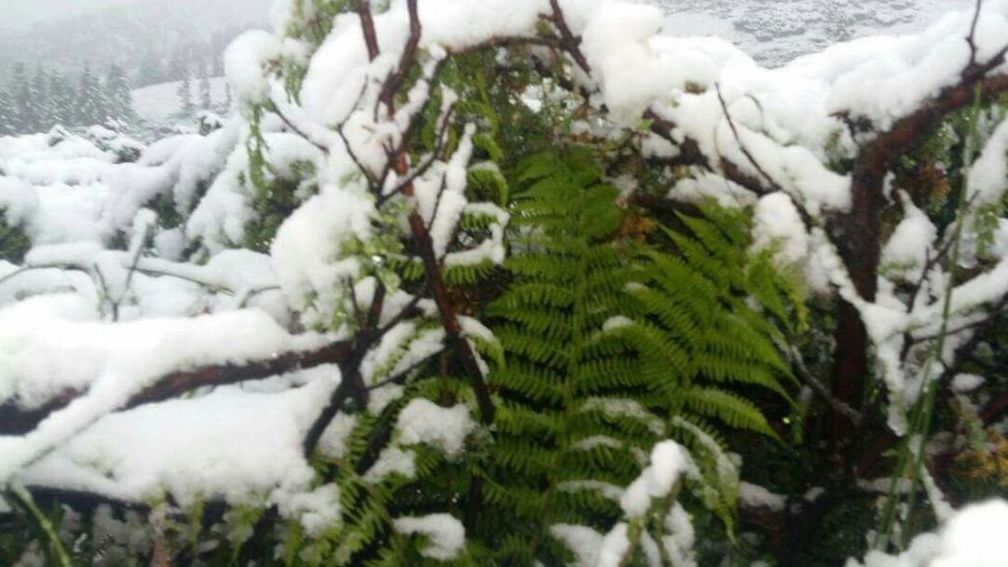 У Карпатах випало до півметра снігу