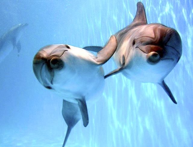 Дельфінотерапія не лікує - фото 284074