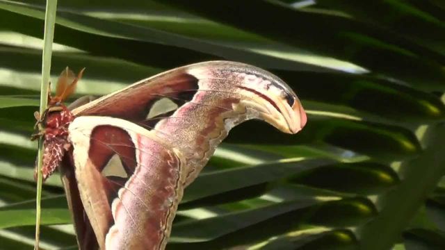 Метелик павиноочка атласна - фото 283944