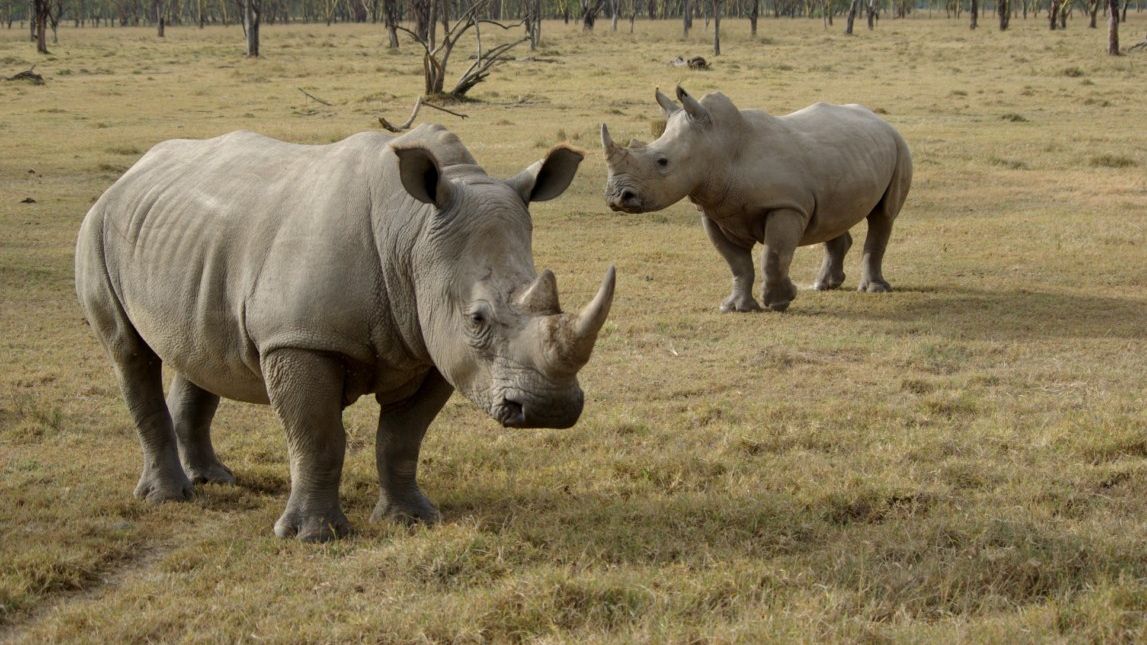 Прем'єр-міністр Угорщини "усиновив" носорога