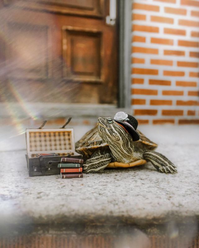 Чарівні черепахи змушують користувачів усміхатись - фото 282218