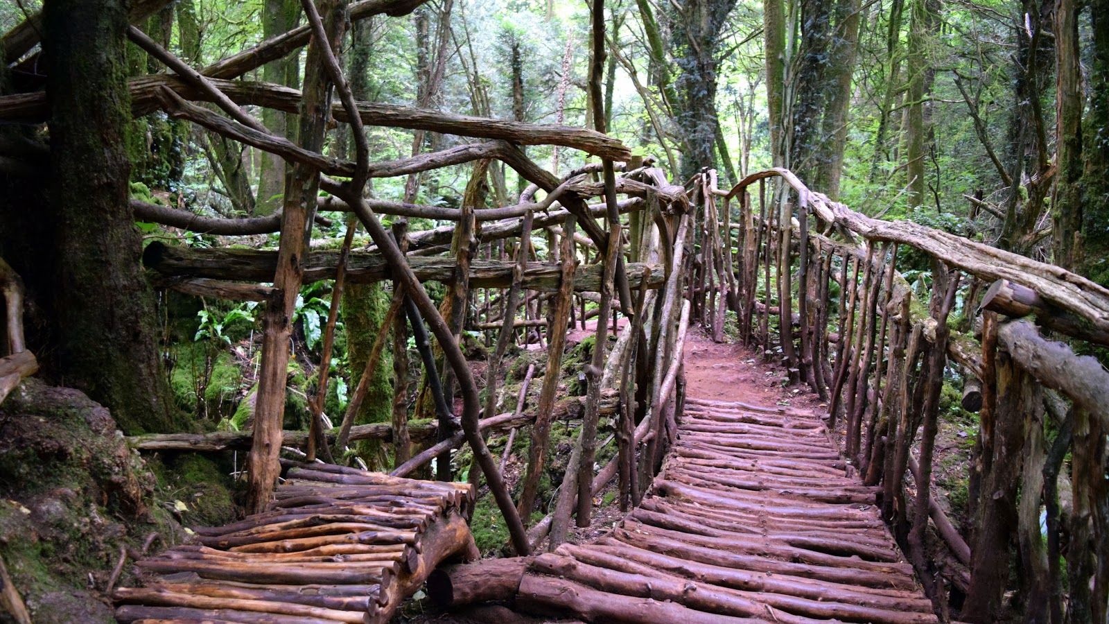 Цей ліс дуже казковий та незвичний - фото 1