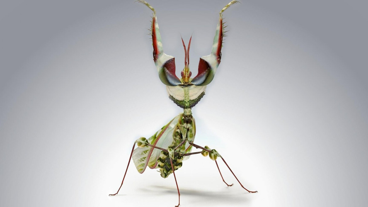 На планеті існує понад мільйон різних видів комах - фото 1