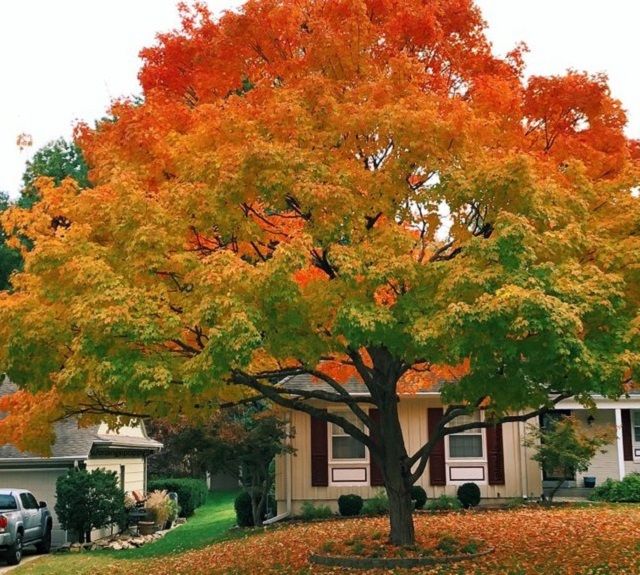 У мережі знайшли ідеальне осіннє дерево