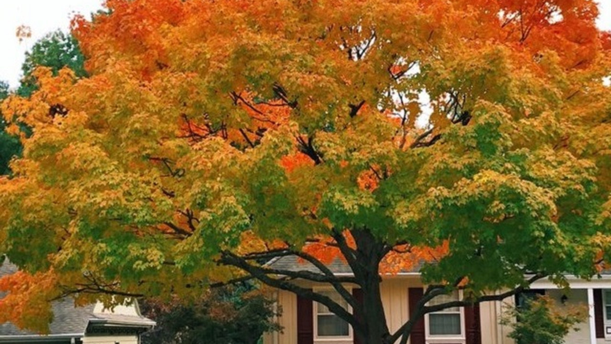 Ідеальне осіннє дерево - фото 1