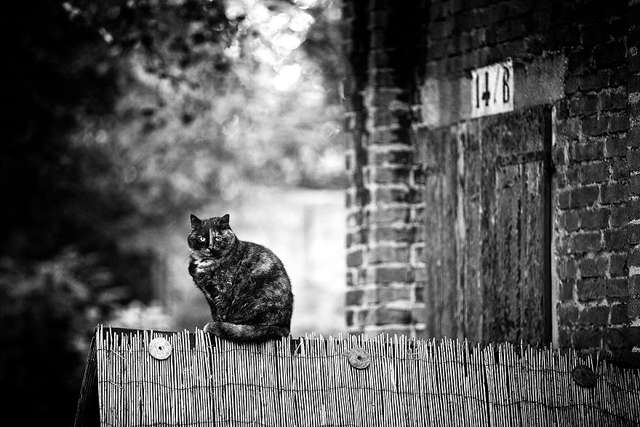 Ефектні чорно-білі фото котиків - фото 286108