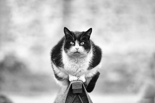 Ефектні чорно-білі фото котиків - фото 286097