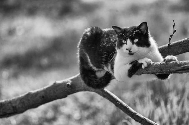 Ефектні чорно-білі фото котиків - фото 286105