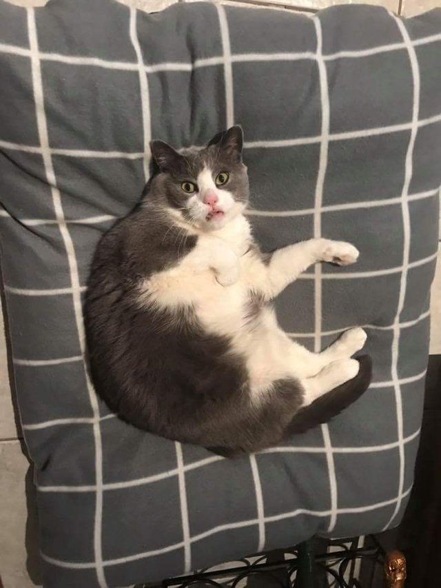 Раптово: кумедний кіт став зіркою Reddit