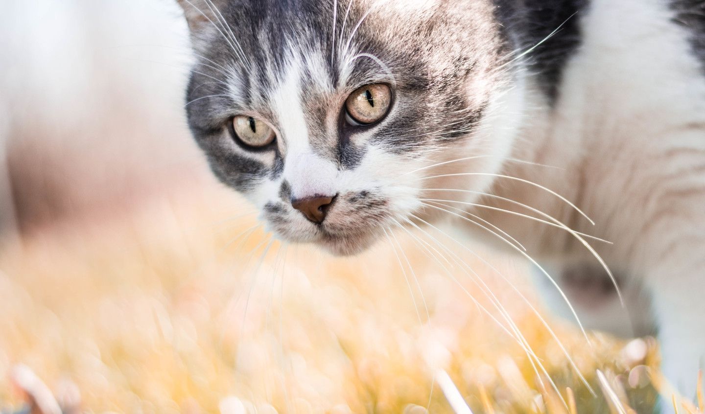Бездомний кіт виступив на модному показі у Стамбулі: кумедне відео