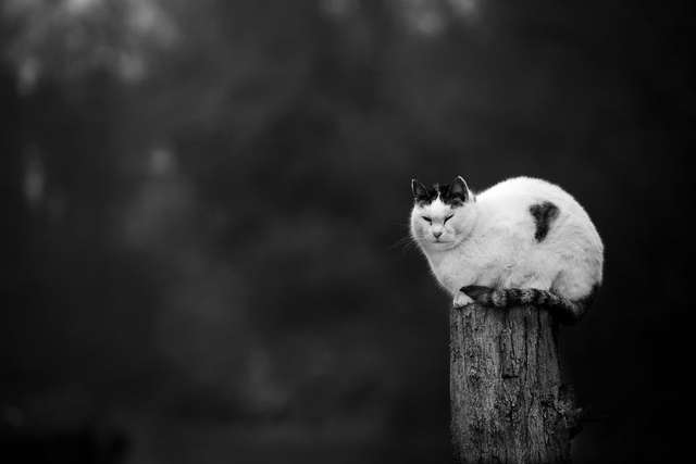 Ефектні чорно-білі фото котиків - фото 286101