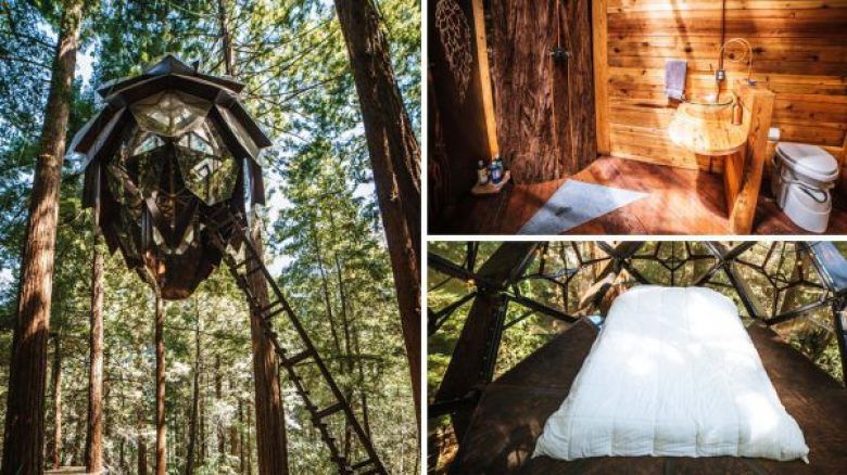 Так виглядає лісовий готель у формі шишки