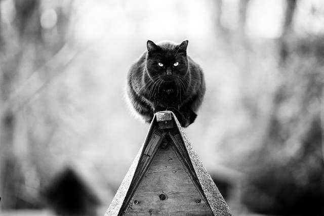 Ефектні чорно-білі фото котиків - фото 286098