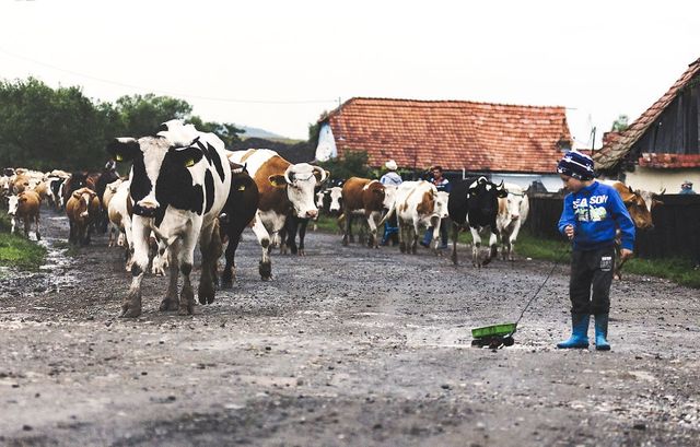 Трансільванія в об'єктиві Аурела Падурару - фото 284205