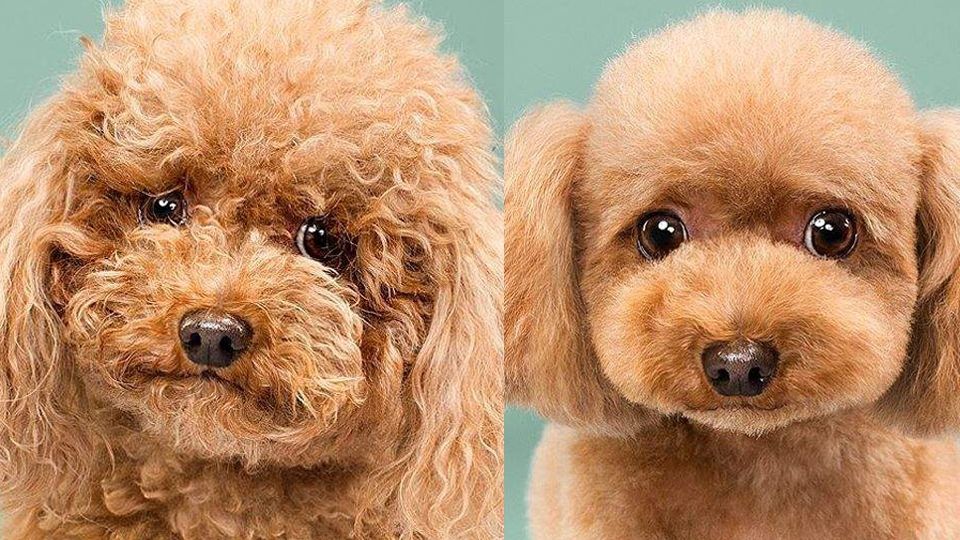 У мережі показали, як стрижка змінює собаку