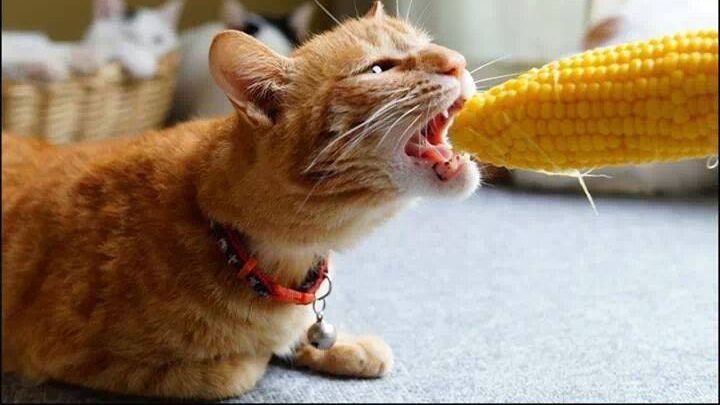 Людям сподобалася завзятість кота - фото 1