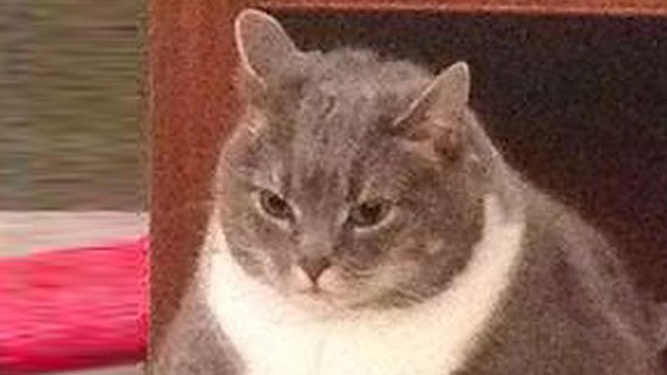 Зміг кіт – зможете і ви! - фото 1