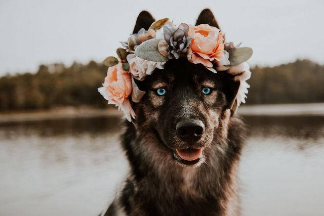 Атмосферні кадри з хаскі, які не залишать байдужими - фото 284331