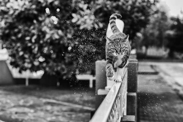 Ефектні чорно-білі фото котиків - фото 286104