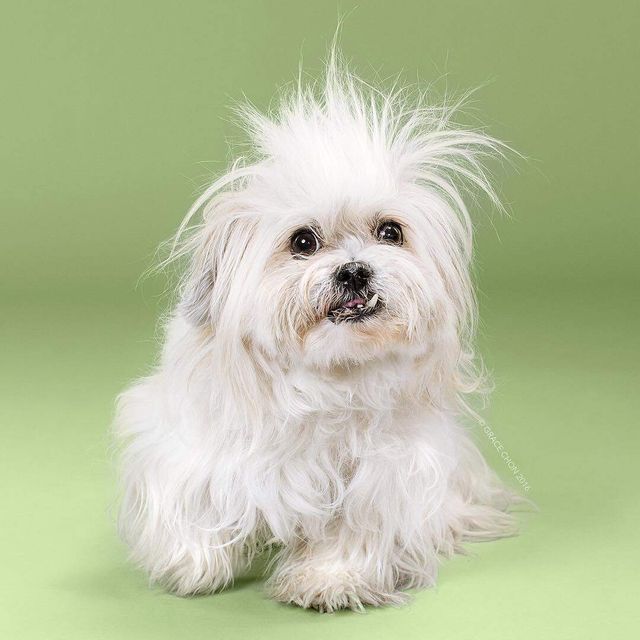 У мережі показали, як стрижка змінює собаку - фото 281058